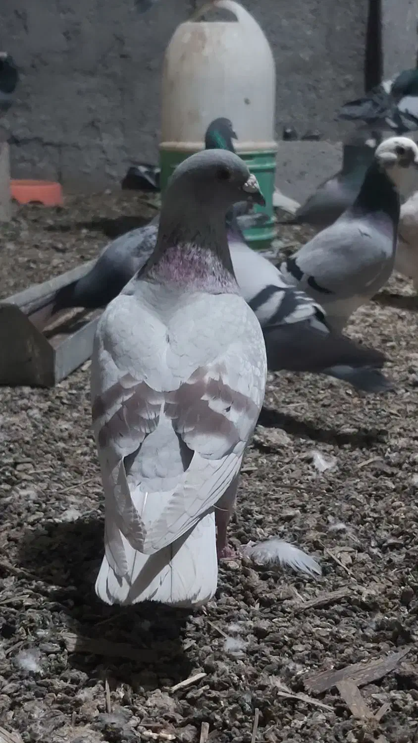 کود کبوتر|گل و گیاه طبیعی|برازجان, |دیوار