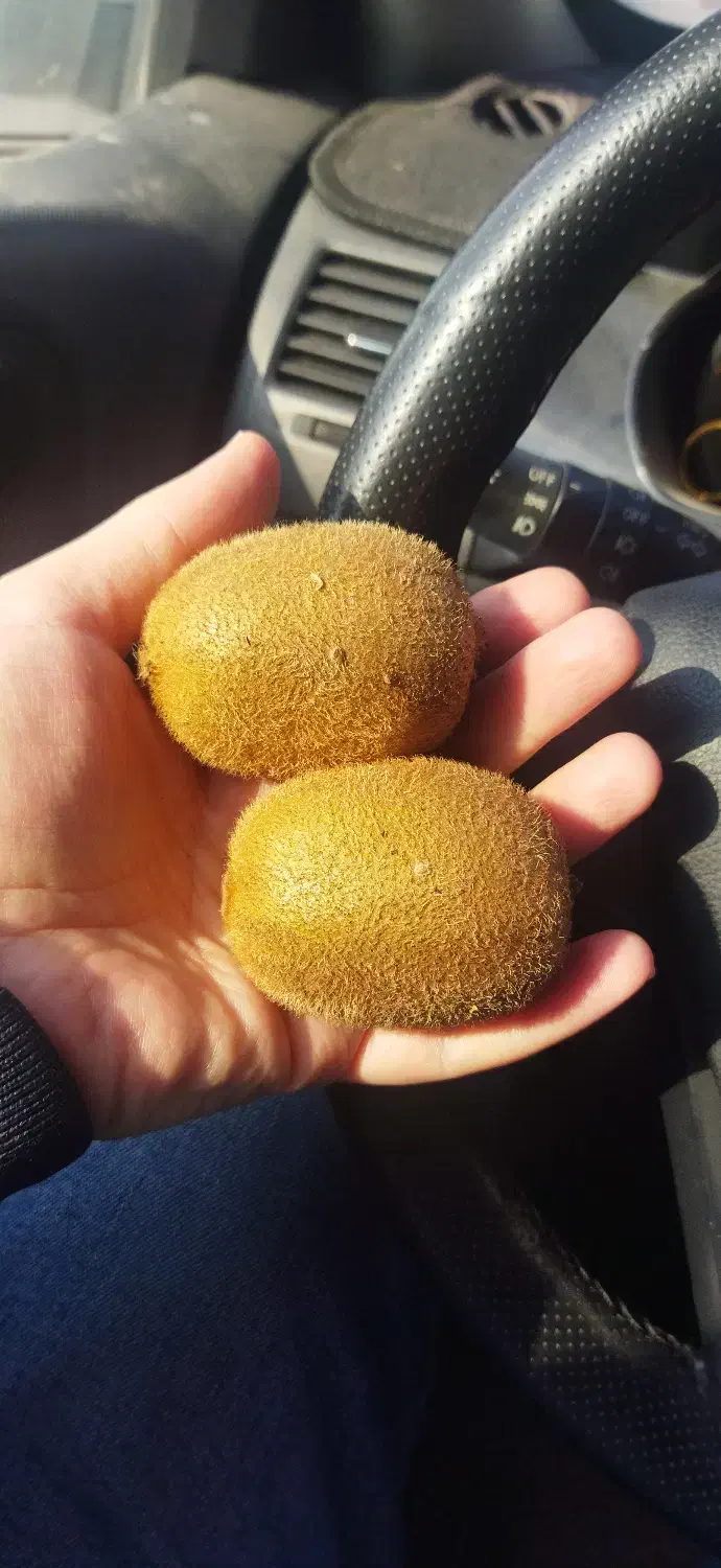 فروش کیوی ارگانیک(بدون سم و کود شیمیایی)|خدمات باغبانی و درختکاری|رشت, سعدی (تختی)|دیوار