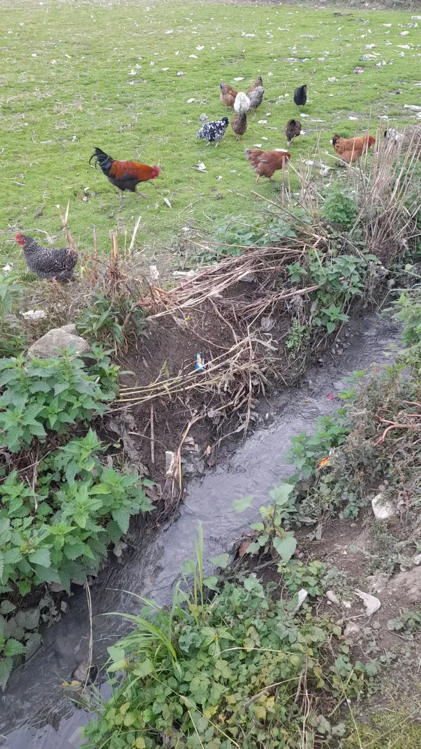 مرغ هایه تخم گذار ۲۰عدد|حیوانات مزرعه|اسالم, |دیوار