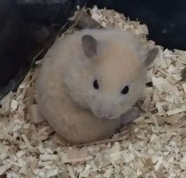 همستر|موش و خرگوش|کرمان, |دیوار