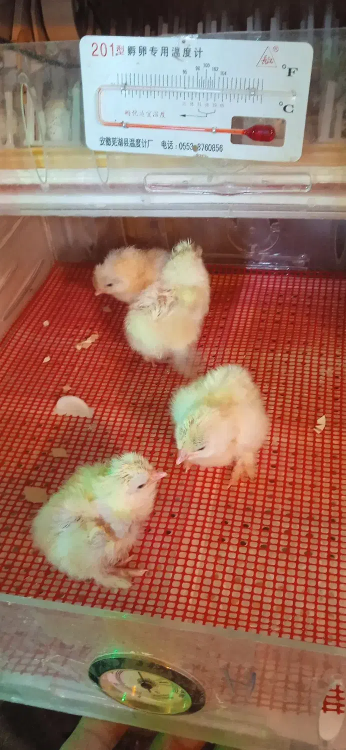 دستگاه جوجه کشی اتوماتیک ۲۵۰|لوازم جانبی حیوانات|گندمان, |دیوار