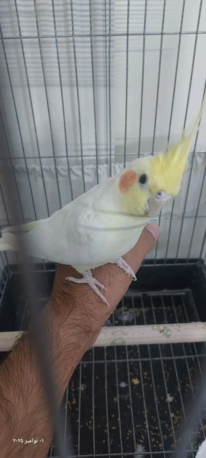 عروس هلندی لوتینو نر|پرنده|تهران, زرکش|دیوار