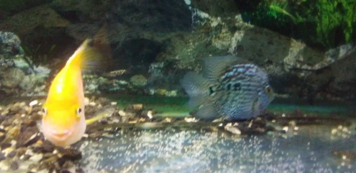 جفت گیری ماهی پرت با تگزاس|ماهی|میاندوآب, |دیوار