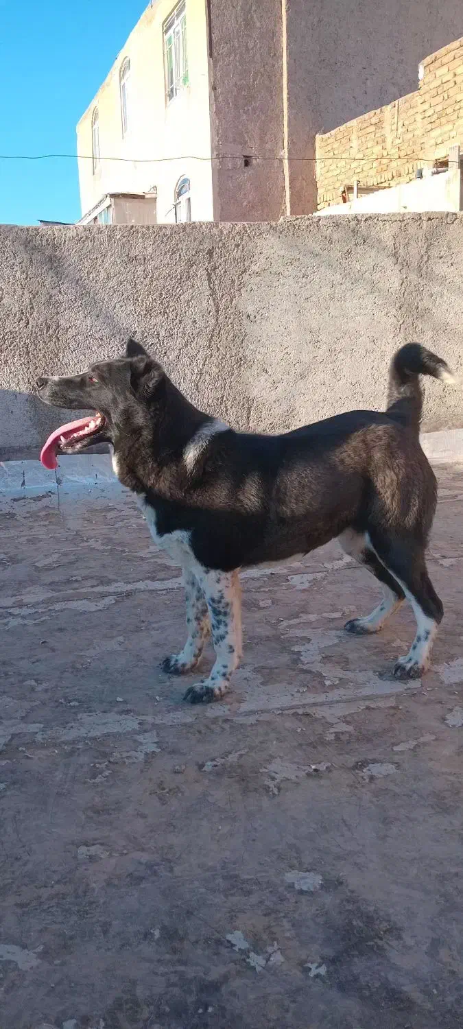 فروش سگ|سگ|قزوین, |دیوار