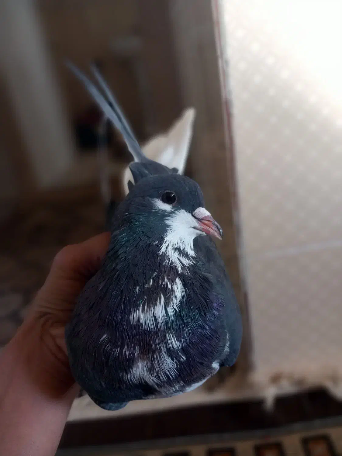 کبوتر شهری خوش قیمت|پرنده|کوهمره, |دیوار