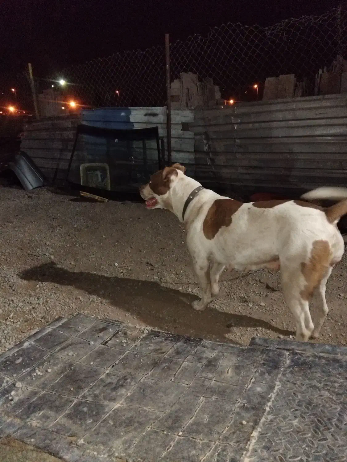 پیت بول گم شده|حیوانات|تهران, تهرانسر غربی|دیوار