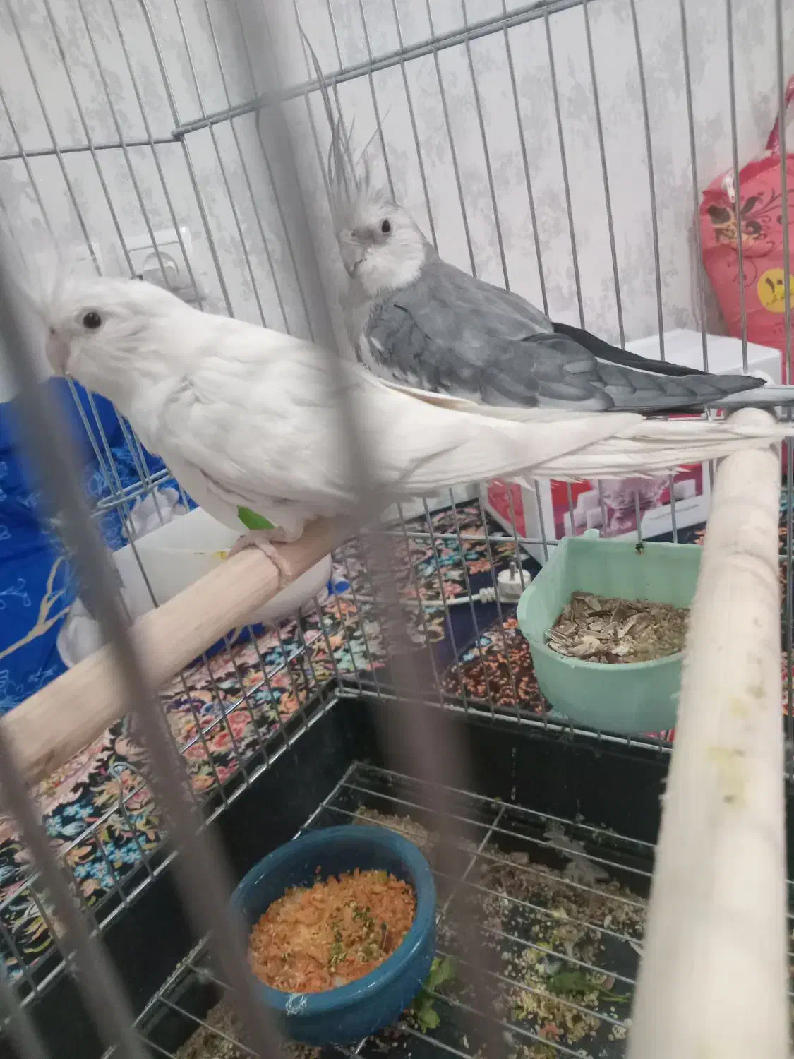 عروس هلندی جفت|پرنده|اسلام‌شهر, مسکن مهر اسلاشهر (شهرک امام خمینی)|دیوار