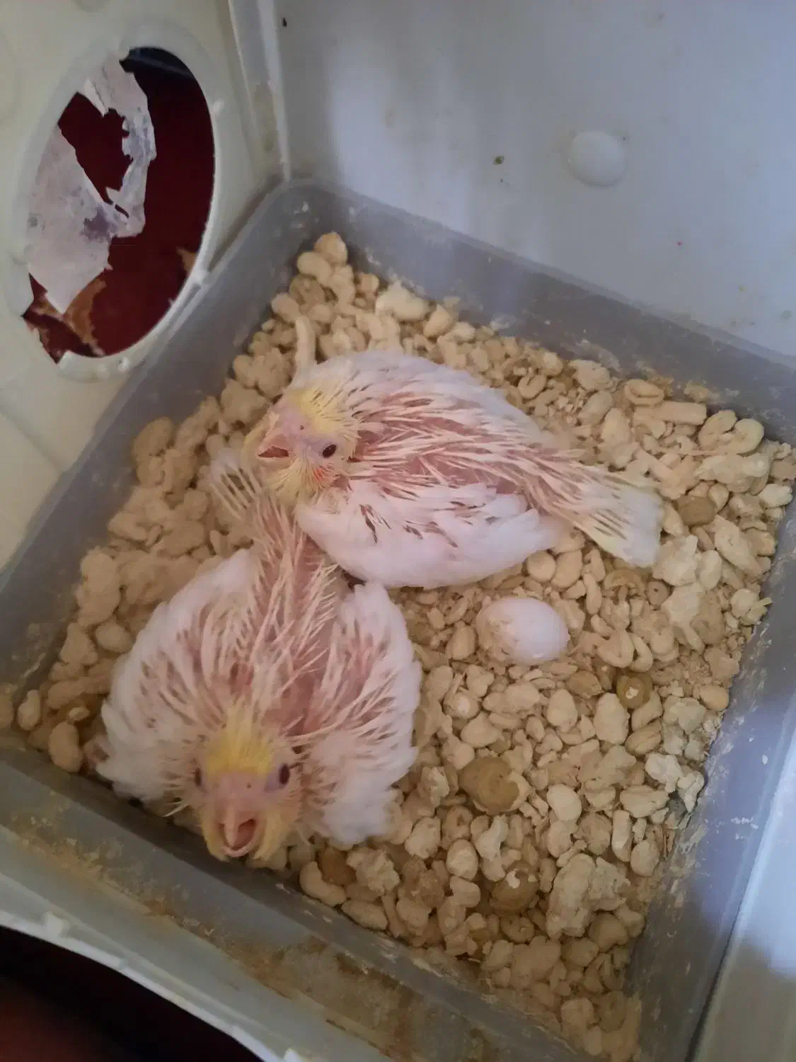 عروس هلندی|پرنده|کازرون, |دیوار