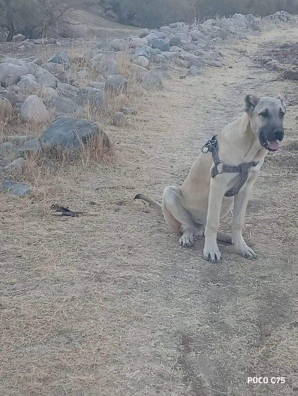 توله سرابی|سگ|چهاردولی, |دیوار