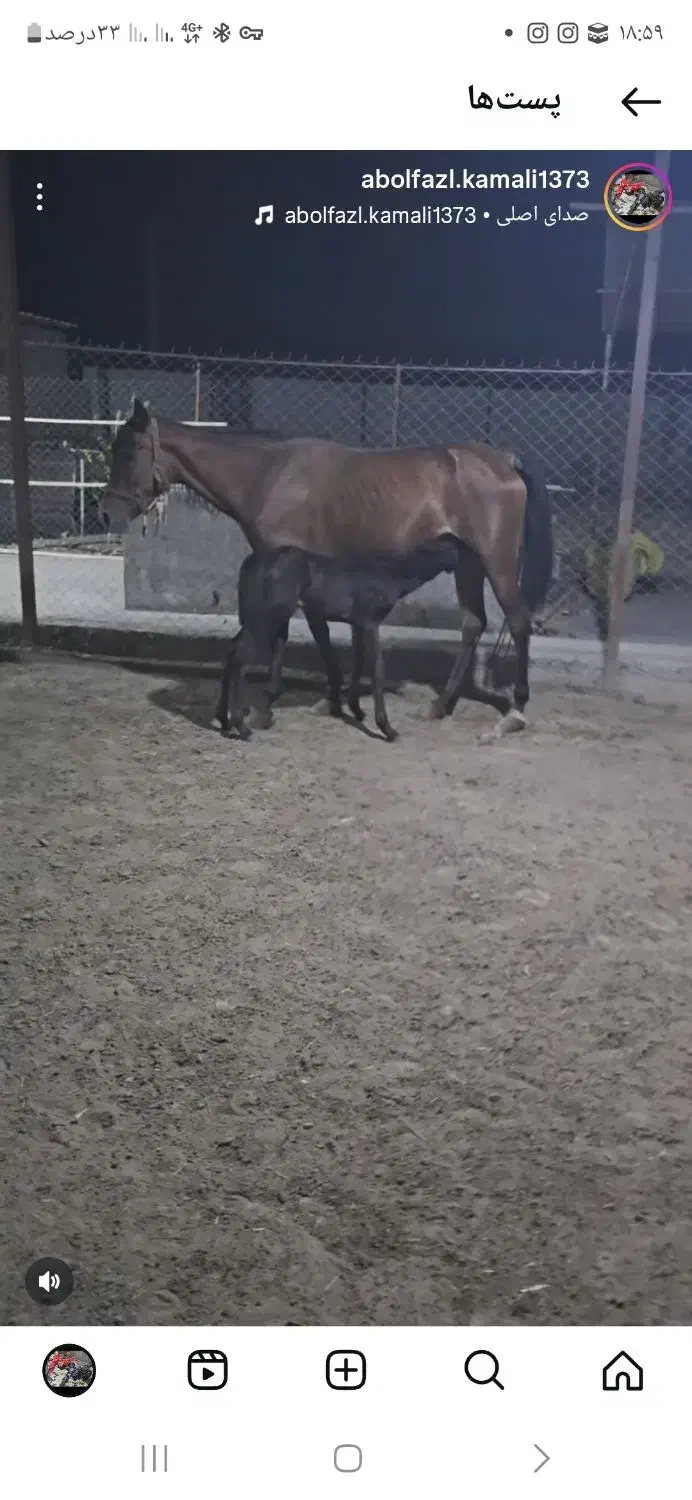 اسب مادیان آرام و سواری دار|اسب و تجهیزات اسب‌سواری|قرق, |دیوار