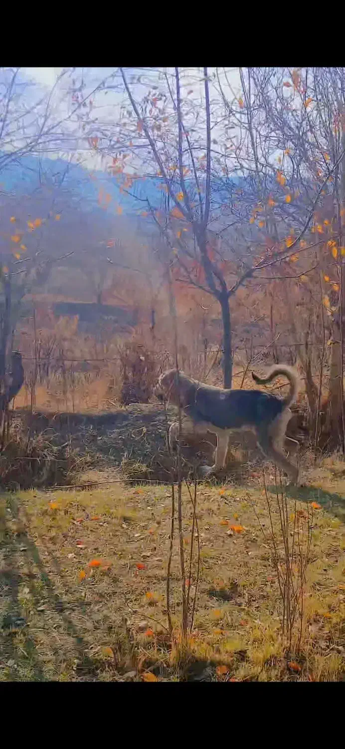 سگ پژدر|سگ|ملایر, |دیوار