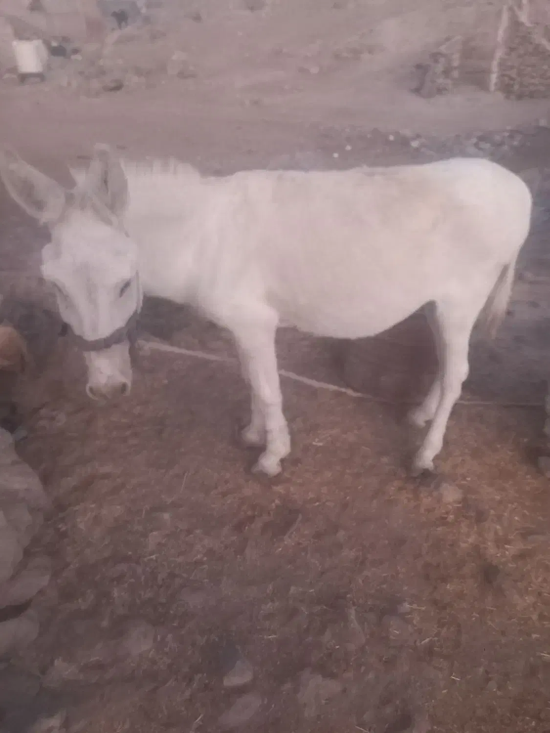 الاغ فروشی|حیوانات مزرعه|کنار تخته و کمار, |دیوار