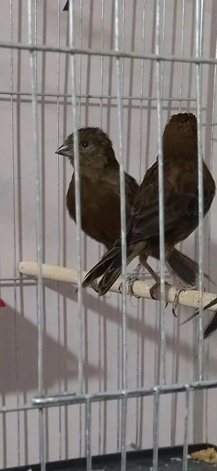 قناری سوخته،کبالت،ردبلک|پرنده|بندر ماهشهر, |دیوار