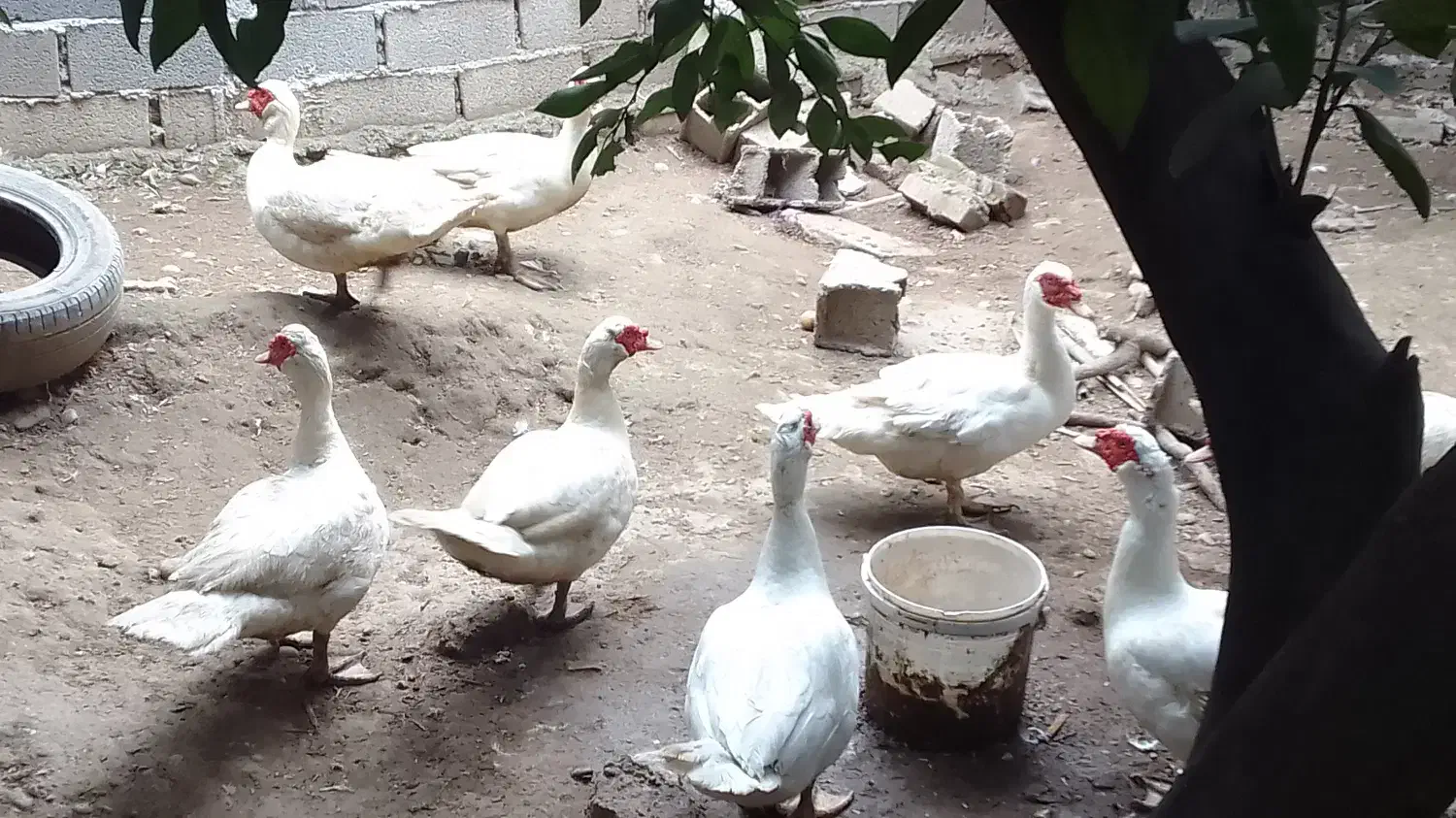 قو خاکستری و اردک خارجی|حیوانات مزرعه|ساری, |دیوار