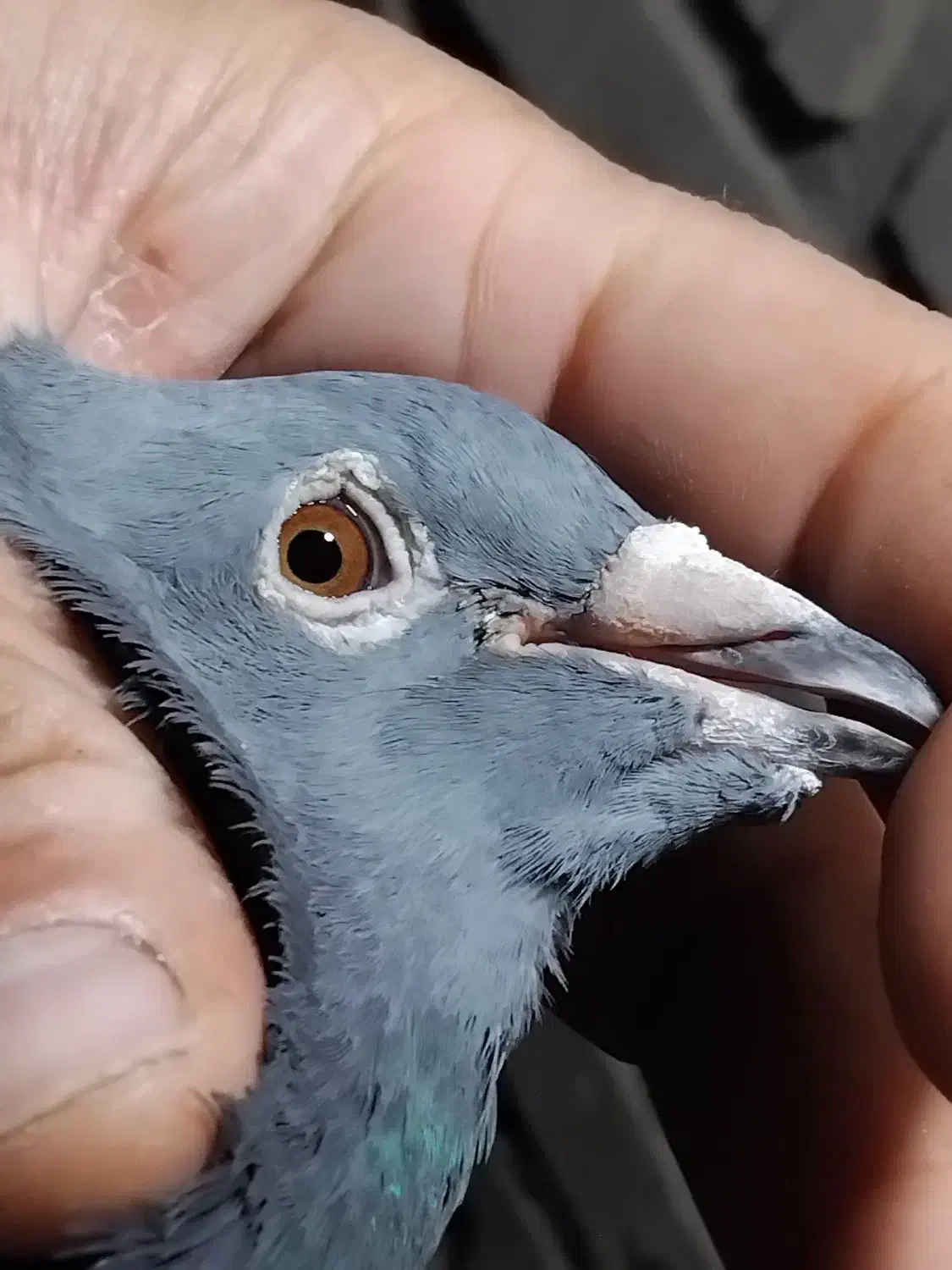 پلاکی|پرنده|اهواز, شهرک دانشگاه|دیوار