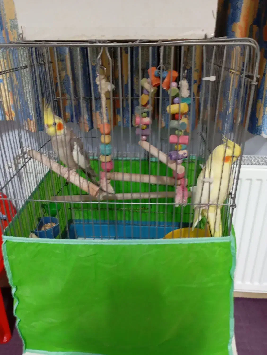 عروس هلندی نروماده سالم|پرنده|شاهرود, |دیوار