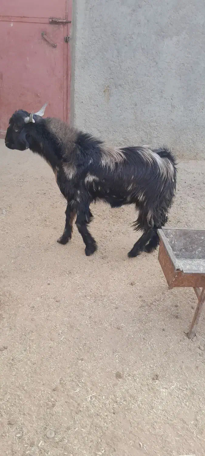 فروش گوسفند.بز .کعره وبره|حیوانات مزرعه|زهک, |دیوار