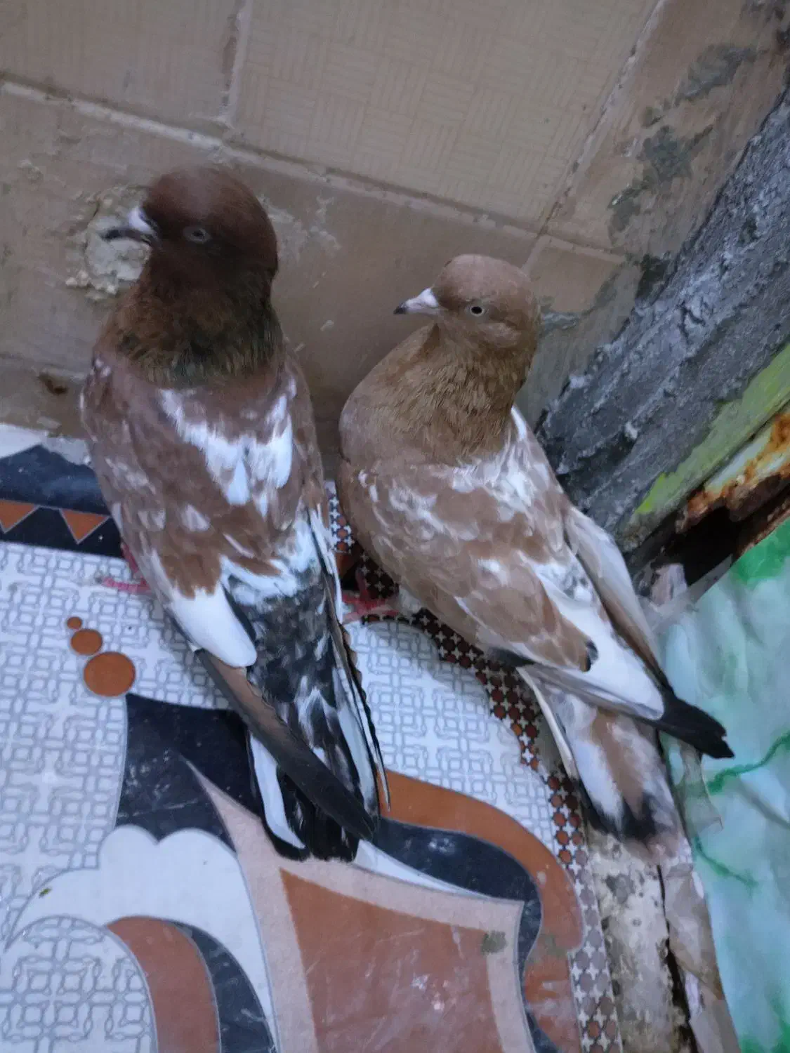 شادگان|پرنده|شادگان, |دیوار