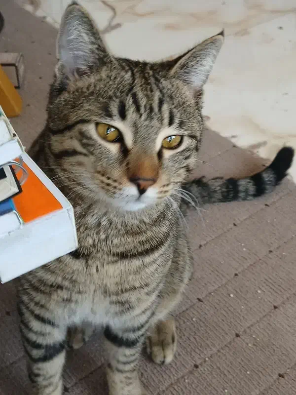 واگذاری گربه DSH|گربه|اراک, |دیوار