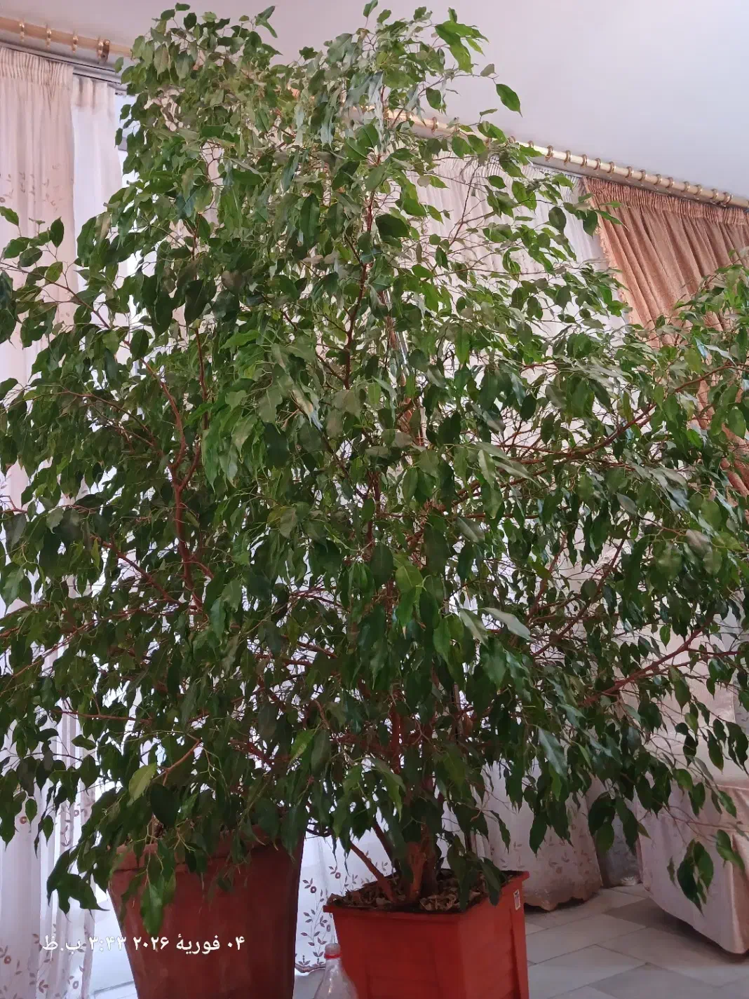 گل بنجامین|گل و گیاه طبیعی|تهران, تهران‌ویلا|دیوار