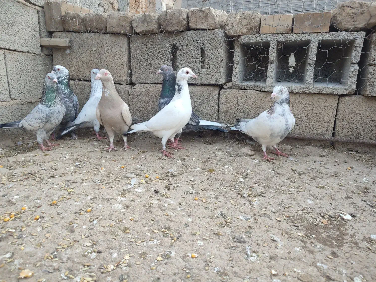 کبوتر های  خاص واس خاص پسند|پرنده|گنبد کاووس, |دیوار