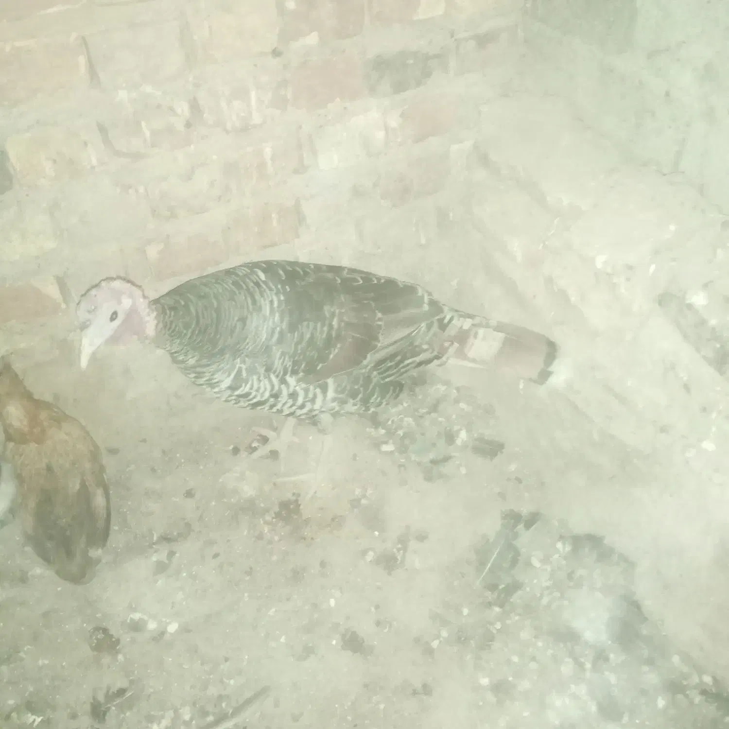 چند عدد بوقلمون سالم|حیوانات مزرعه|زابل, |دیوار