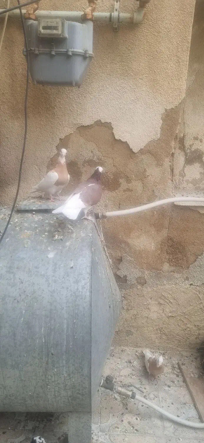 دسته کفتر همه سینه و طوقی|پرنده|شیراز, گلکوب|دیوار