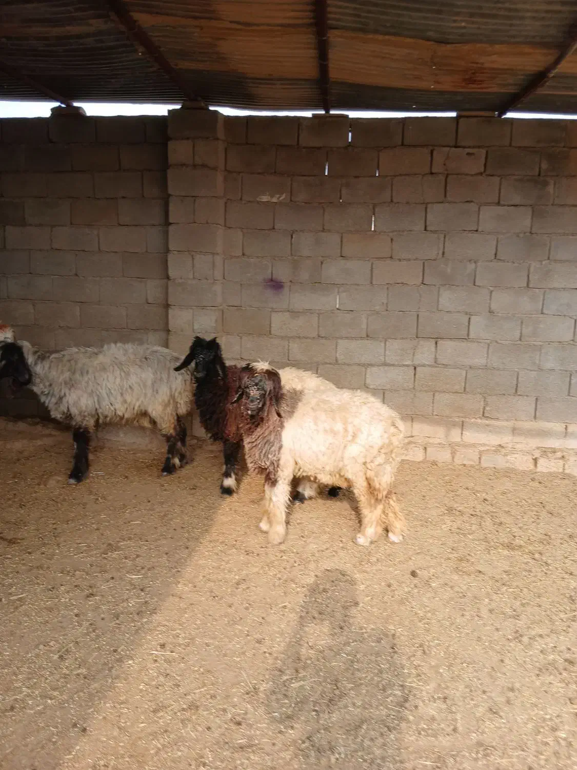 بره تخمی فروشی دو راس کله سیاه ماده|حیوانات مزرعه|گتوند, |دیوار