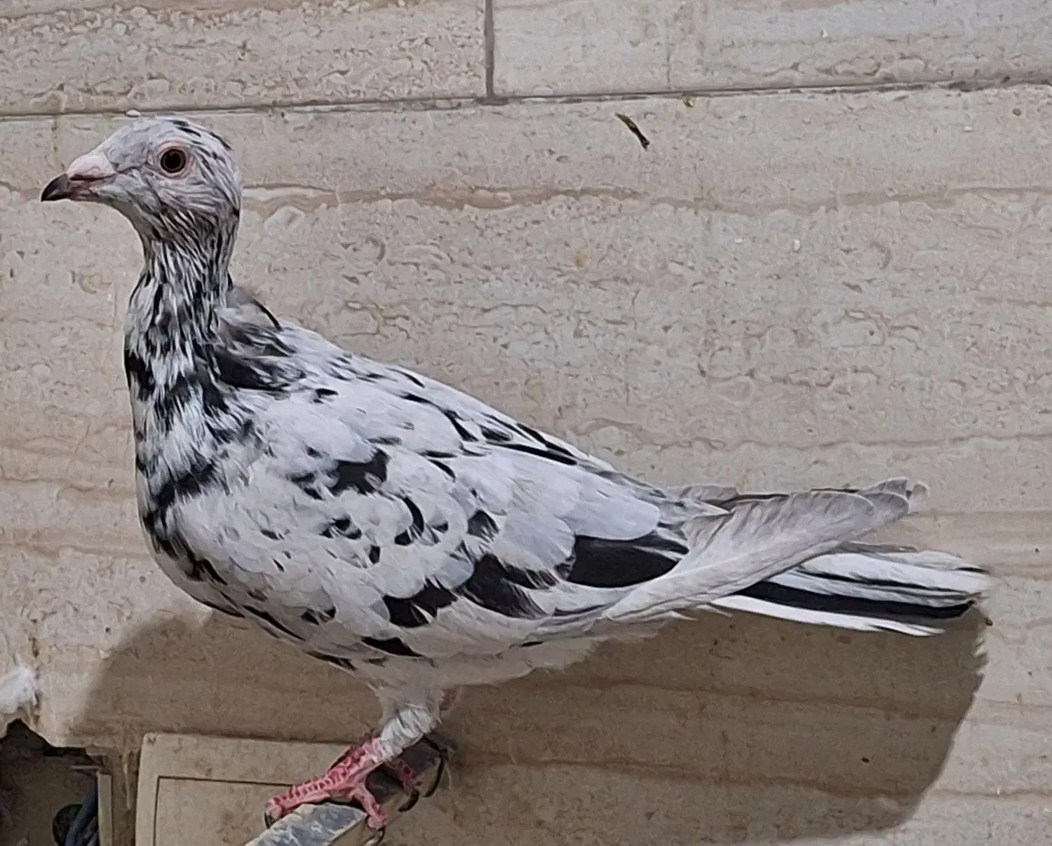 کبوترسرور ماده|پرنده|پاکدشت, خاتون آباد|دیوار