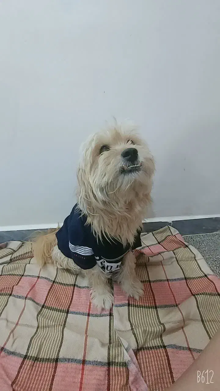 گمشده|حیوانات|دزفول, |دیوار