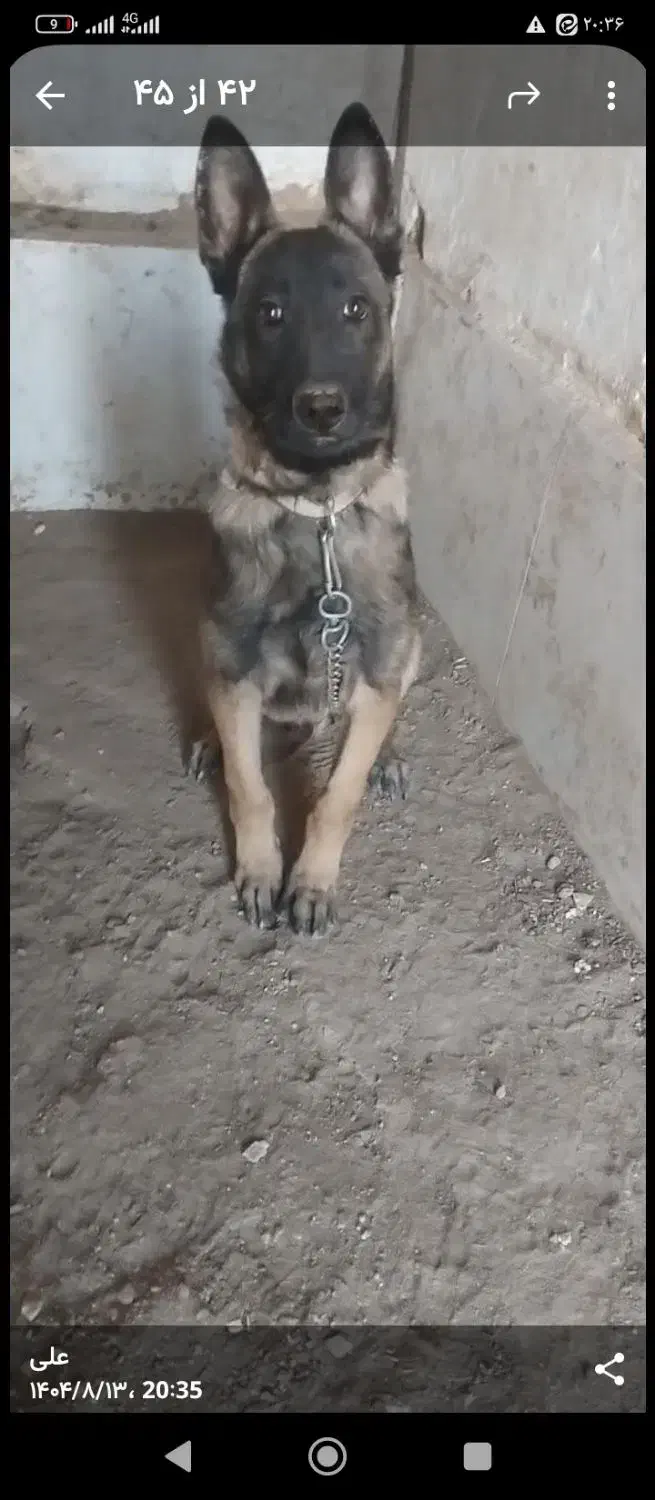 واگذاری سگ مالینیوز نگهبان|سگ|سمیرم, |دیوار