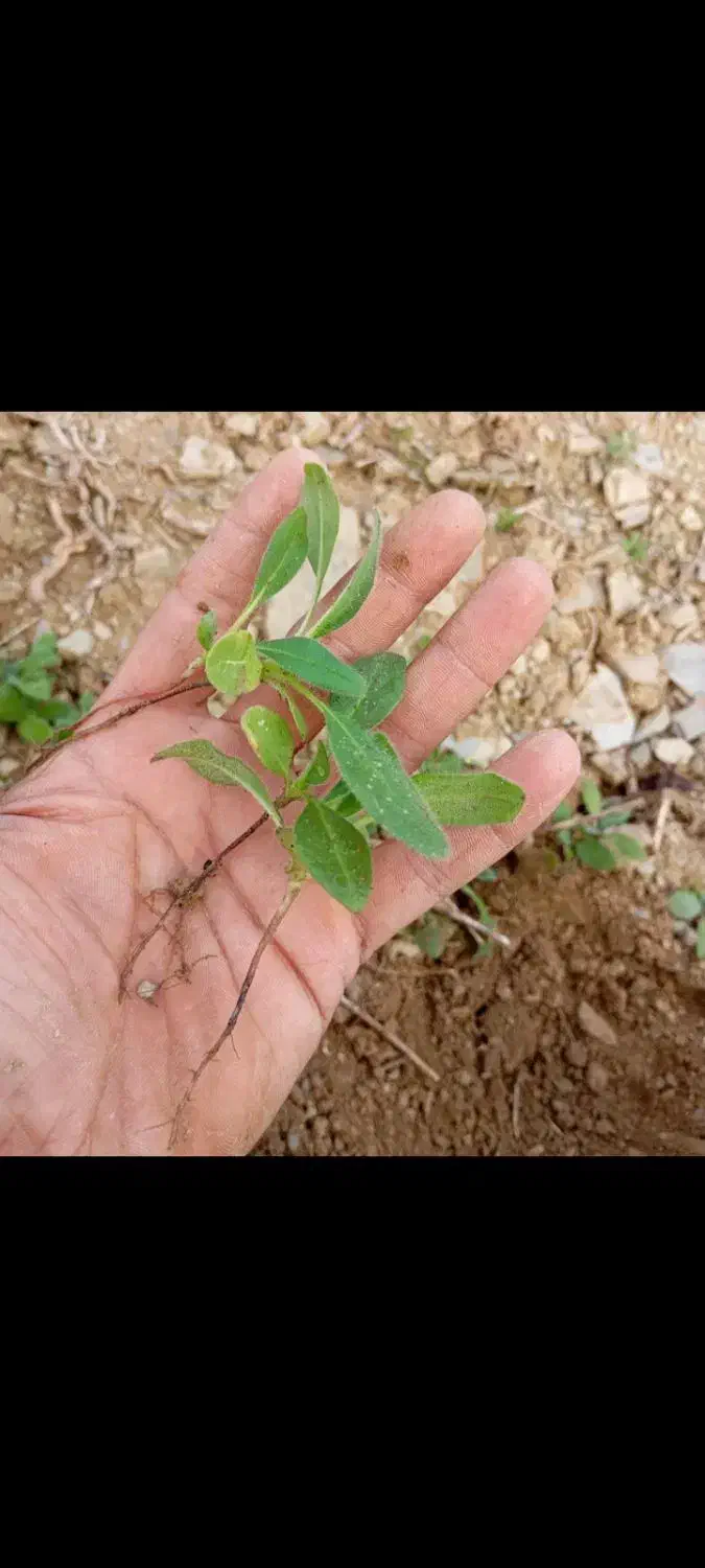 گل گاوزبان همیشه سبز هم بذرش وهم بوتش موجود|گل و گیاه طبیعی|گرگان, |دیوار