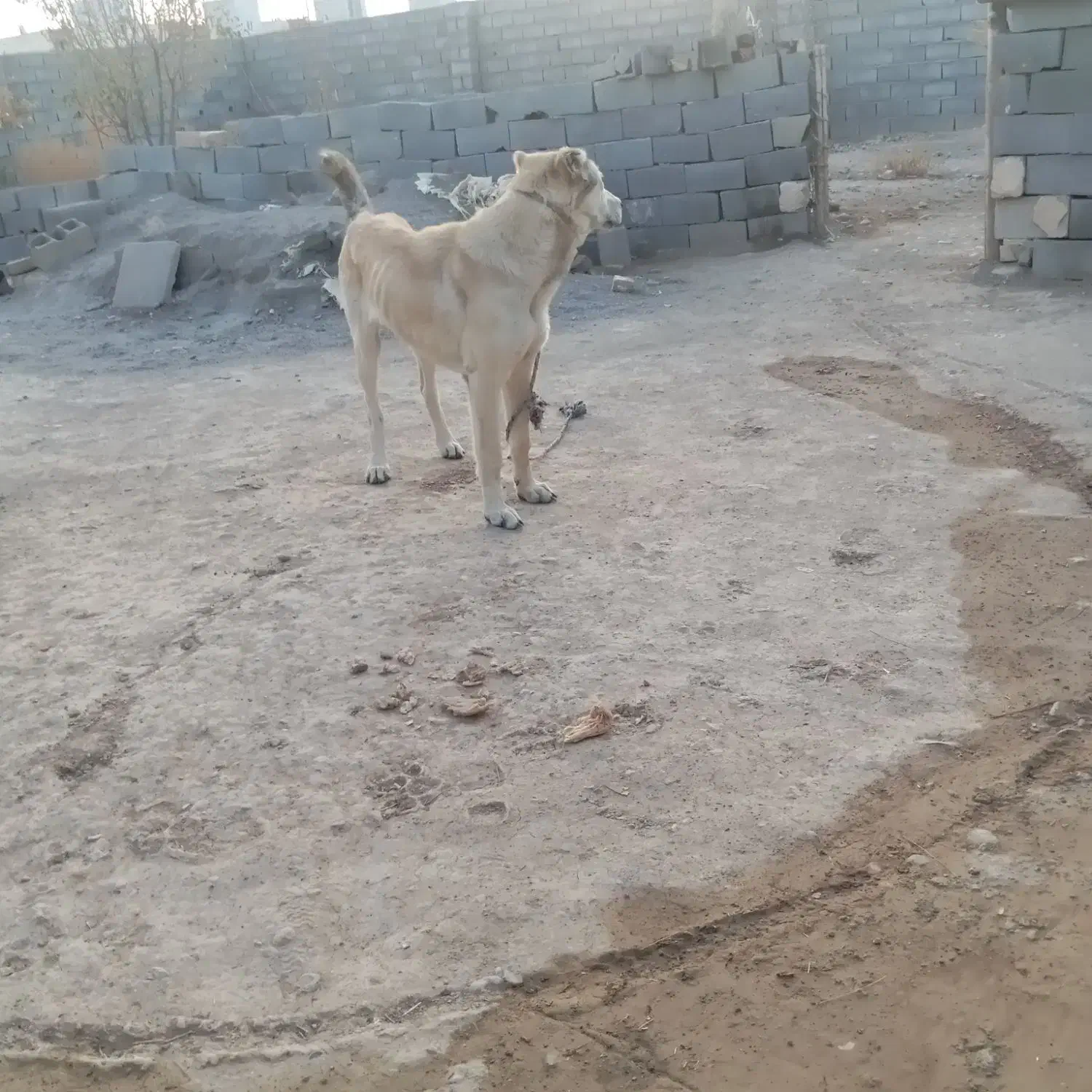 ماده طلا ۸ماه نژاد سراب  گوسفندی مرتب|سگ|شیروان (خراسان), |دیوار