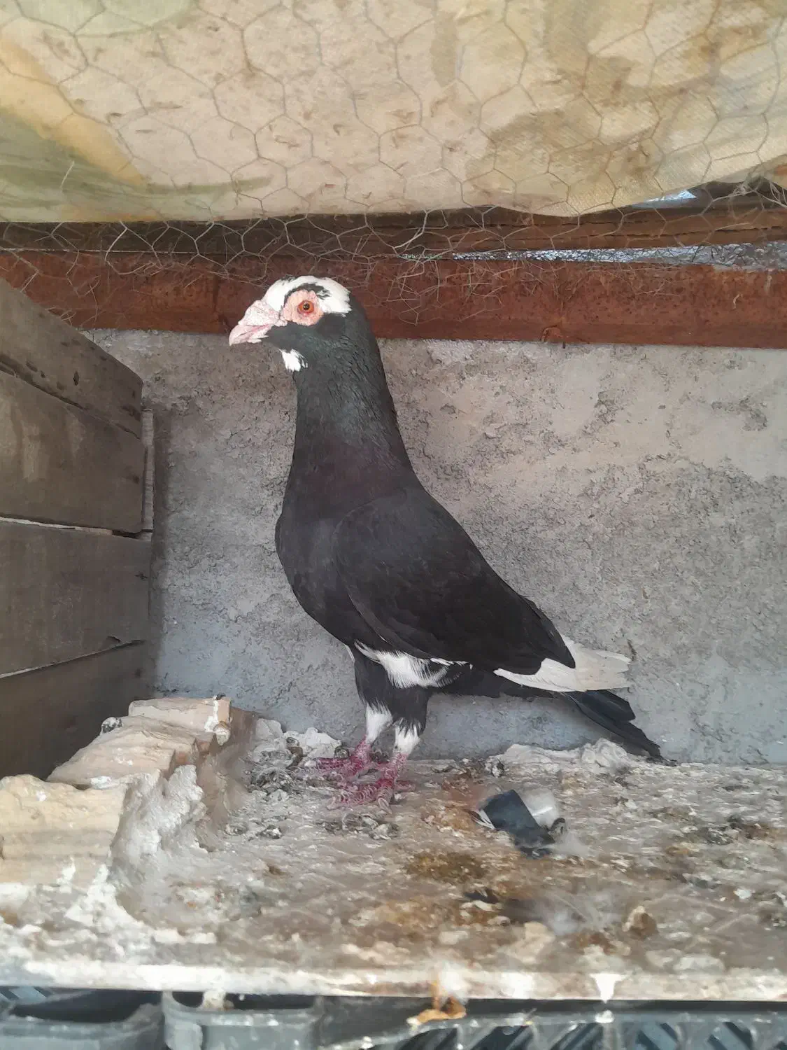 دورگ|پرنده|رامهرمز, |دیوار