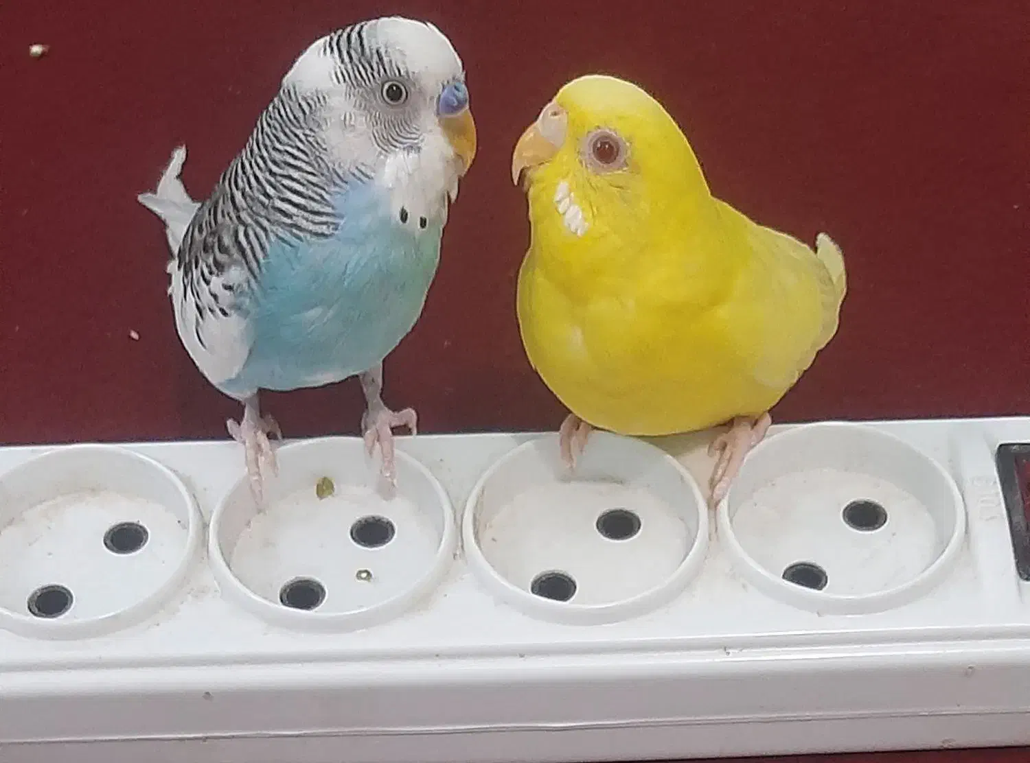 پرنده|پرنده|بندر کنگان, |دیوار