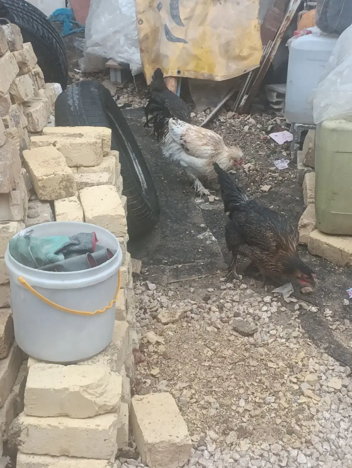 مرغ وخروش|حیوانات مزرعه|شیراز, کیان آباد|دیوار