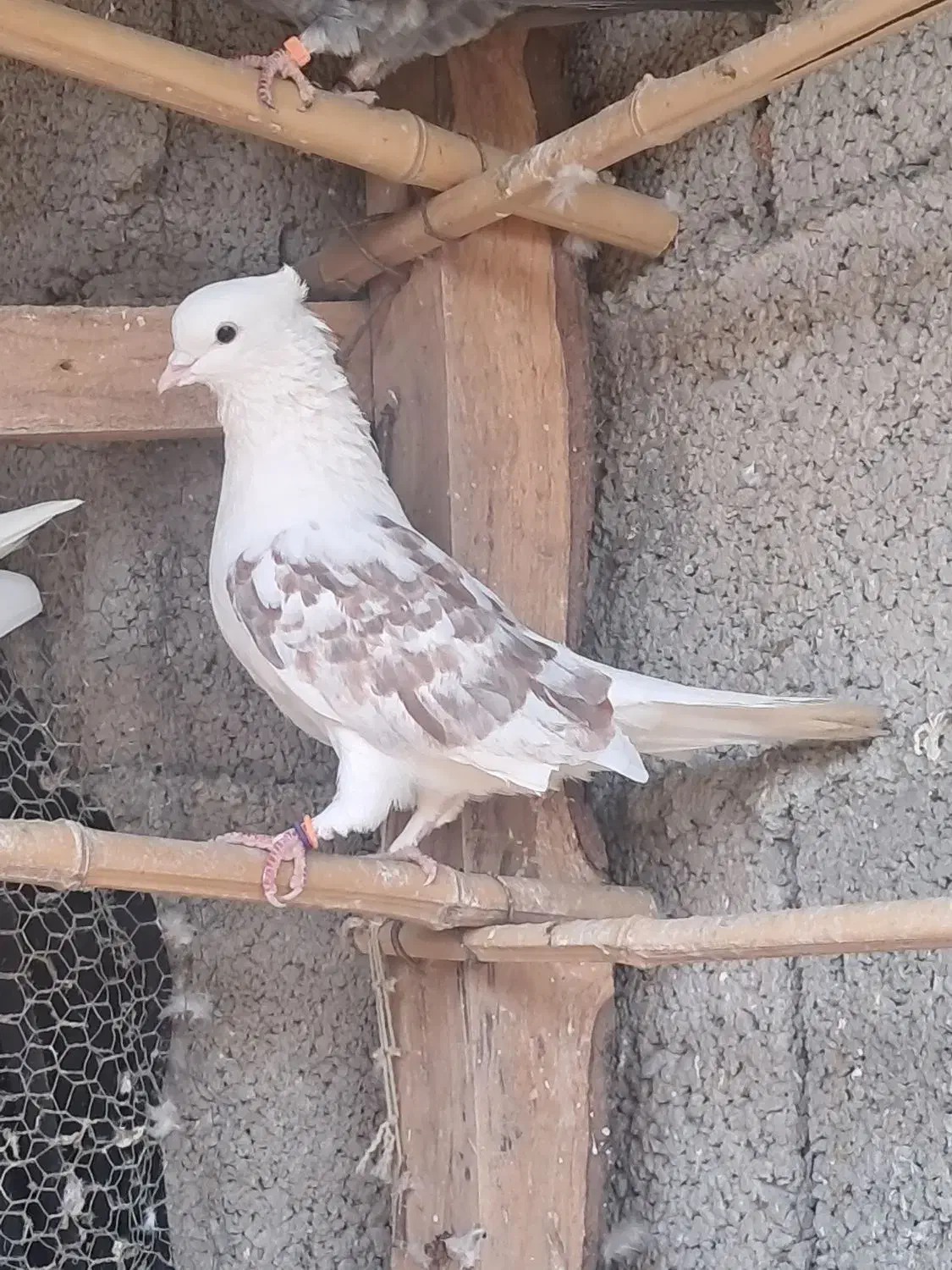 کبوتر نر اث|پرنده|احمدسرگوراب, |دیوار