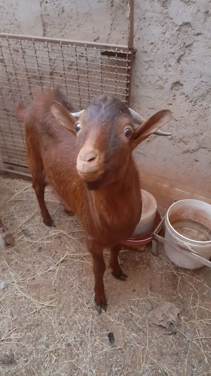 کره چپش|حیوانات مزرعه|اردکان, |دیوار