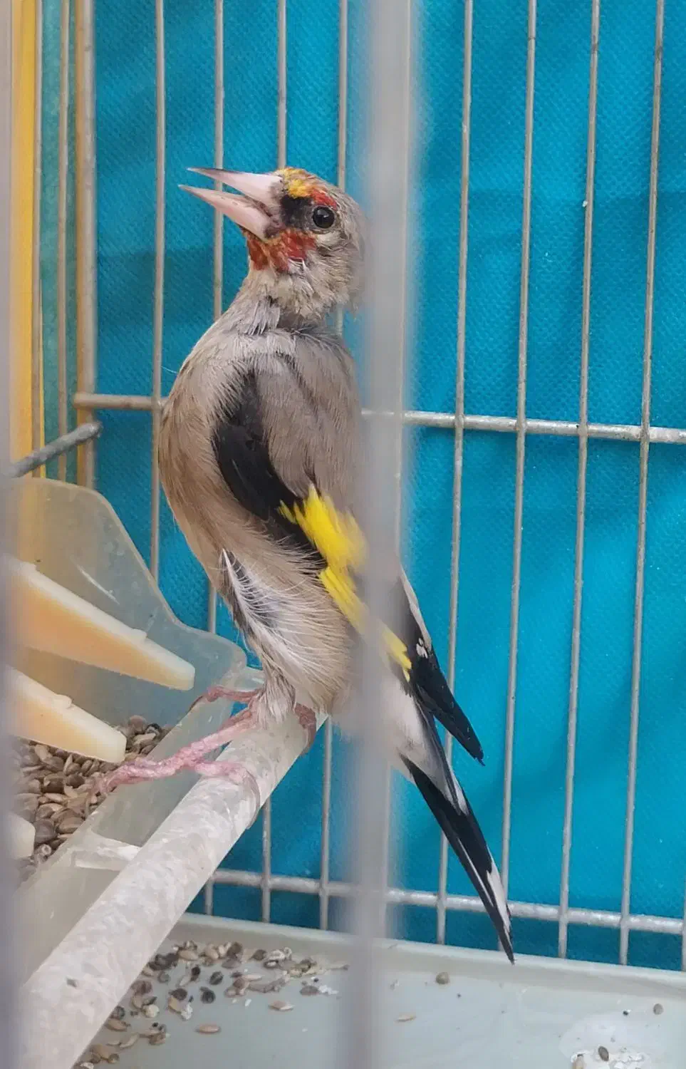 سهره کرمونی مس خون|پرنده|مشهد, شهرک مهر آباد|دیوار