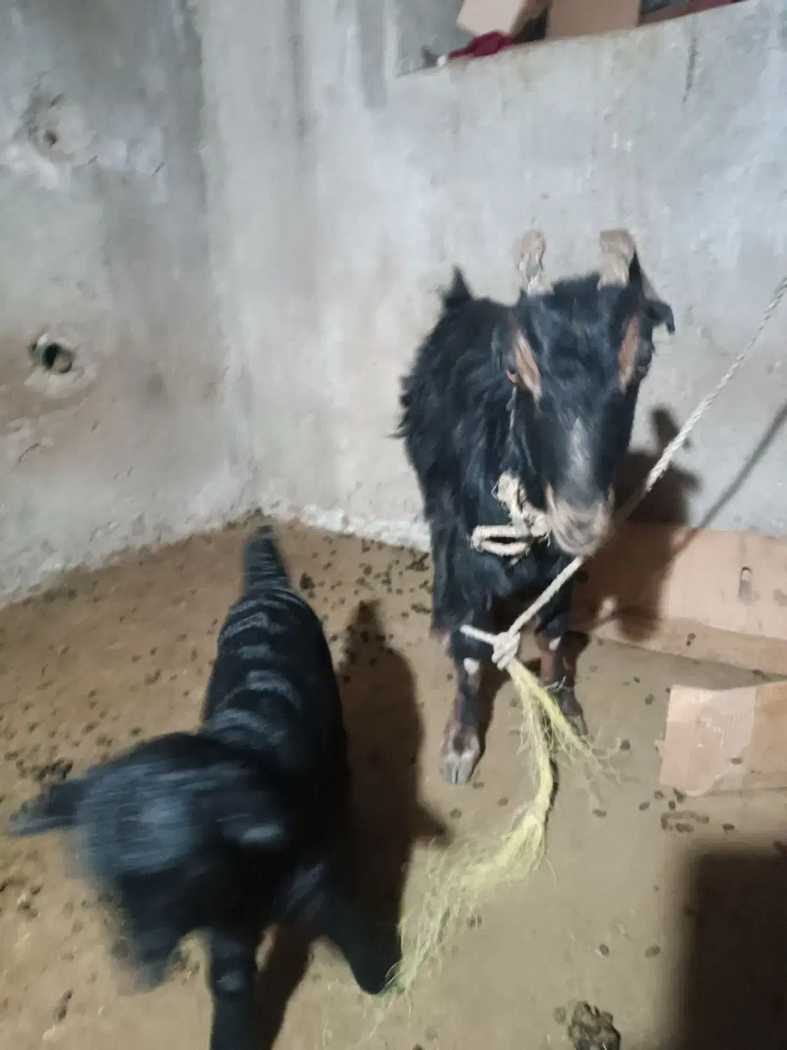 فروش بژ|حیوانات مزرعه|یاسوج, |دیوار