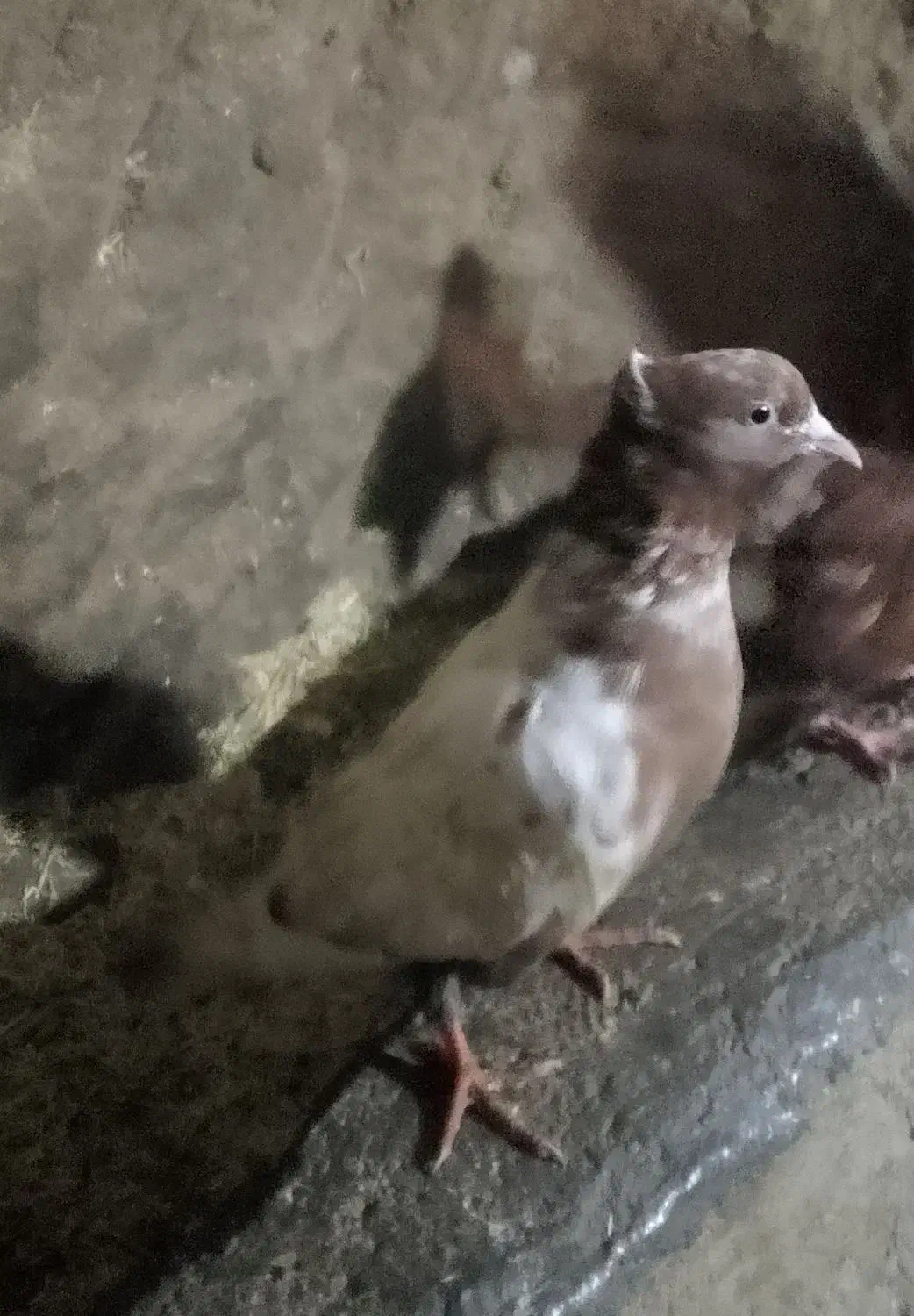 کبوتر کله یی ‌|پرنده|سراجو, |دیوار