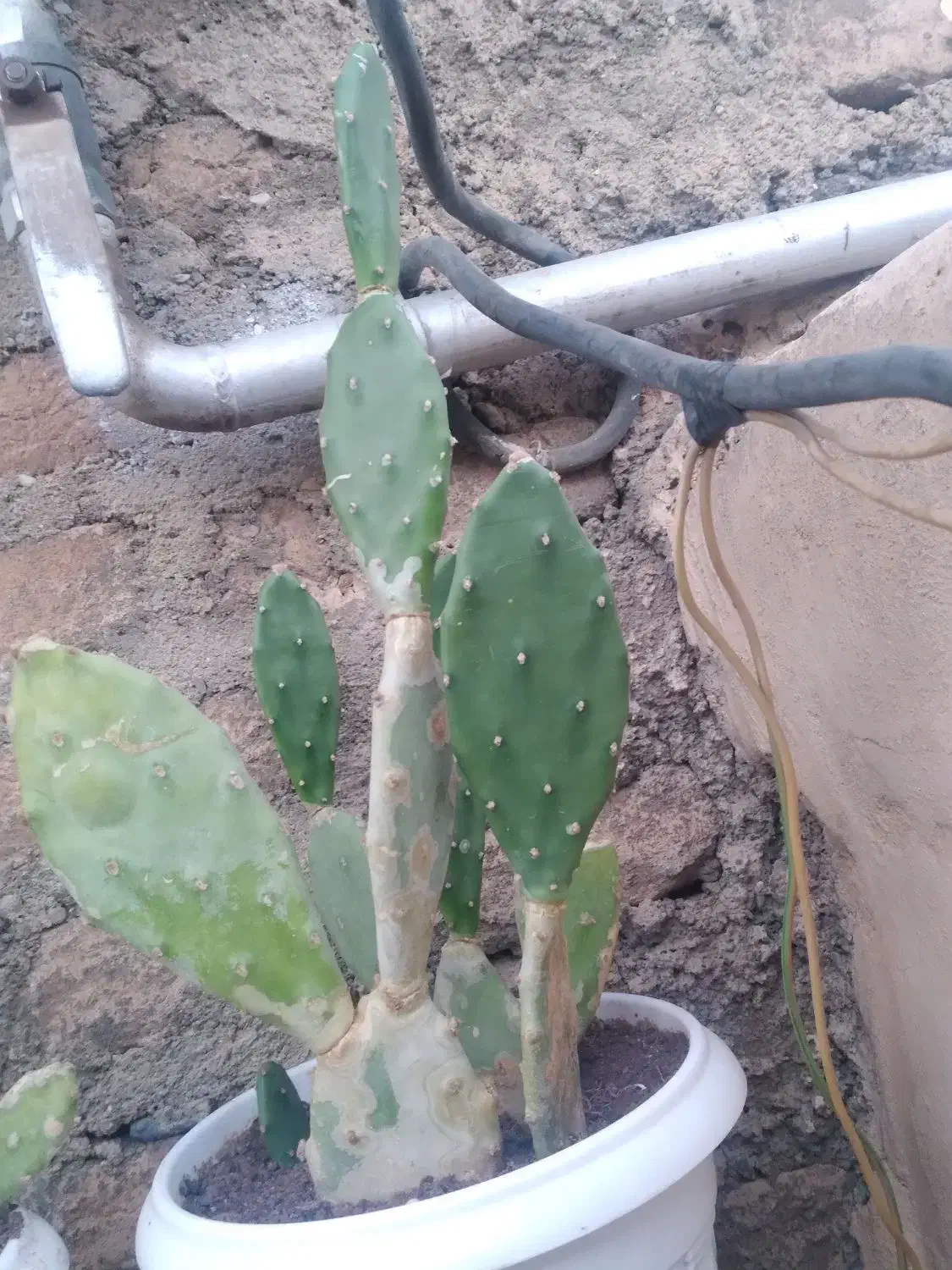 گل کاکتوس|گل و گیاه طبیعی|بوکان, |دیوار