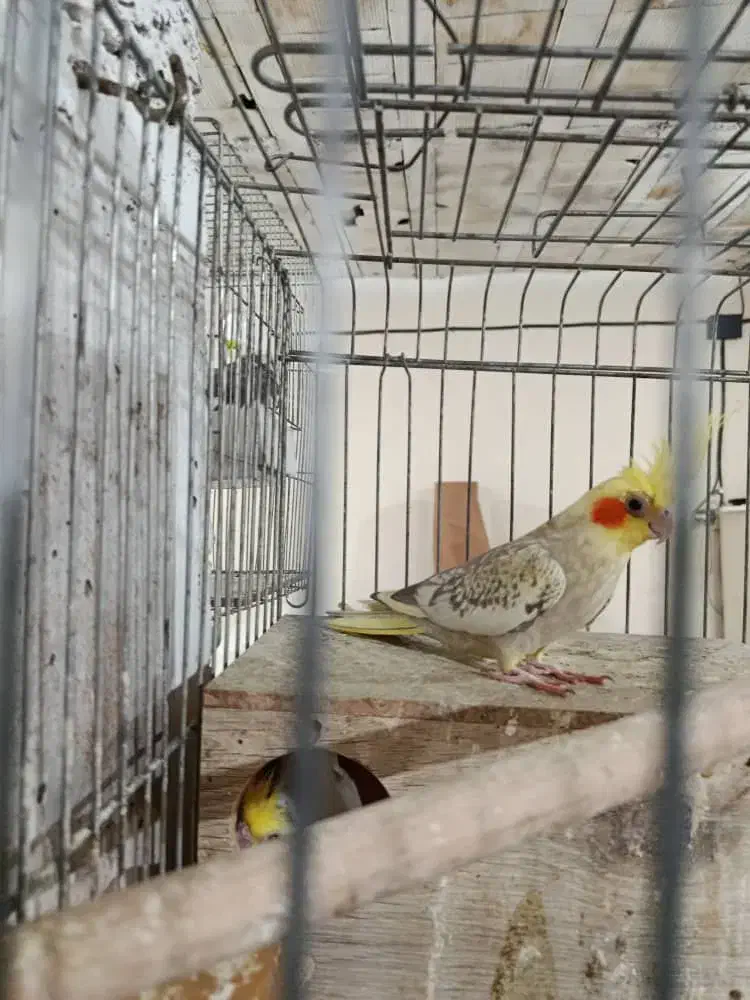 عروس هلندی ماده|پرنده|پردیس, شهرک صنعتی خرمدشت فاز ۷|دیوار