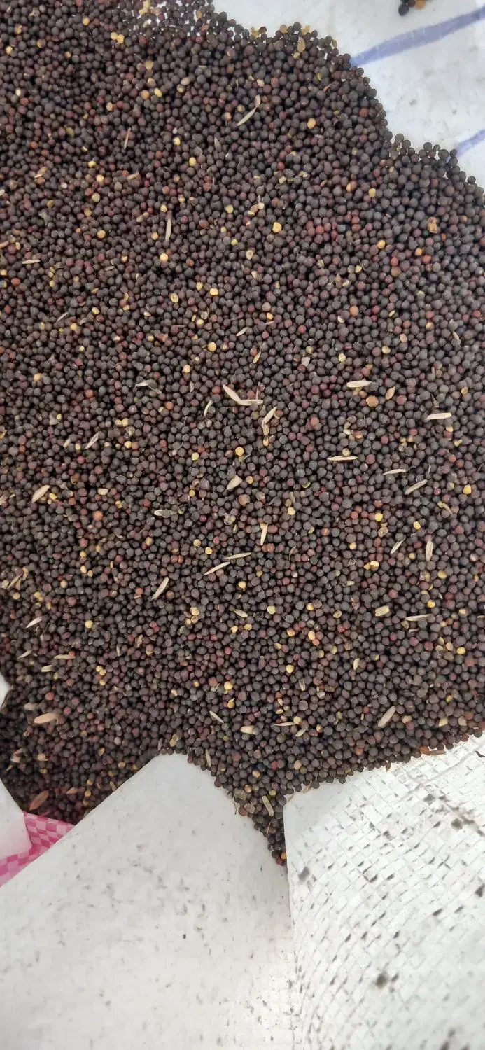 کلزا|گل و گیاه طبیعی|انبارآلوم, |دیوار