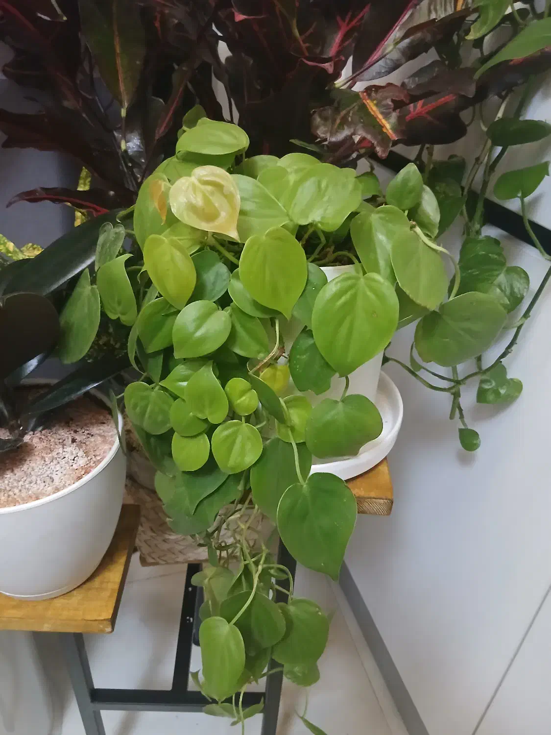 پتوس|گل و گیاه طبیعی|تهران, شهرآرا|دیوار