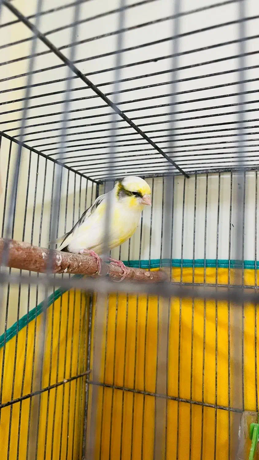 قناری|پرنده|بندر ماهشهر, |دیوار