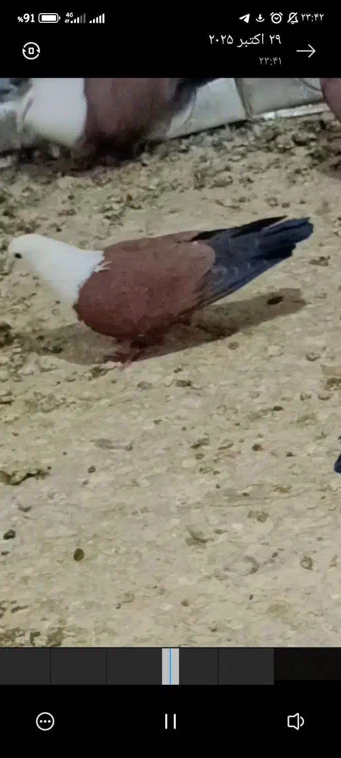 کبوترسرسفید یا مخملی|پرنده|فردوس (کرمان), |دیوار