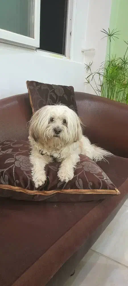 واگذاری رایگان به شرط نگهداری در منزل|سگ|سنندج, |دیوار