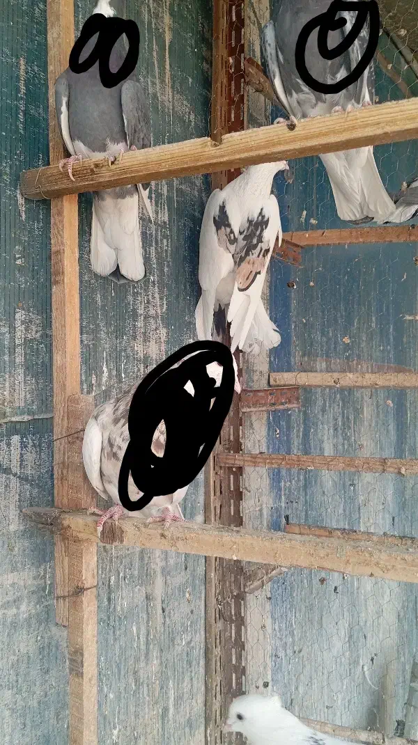 نر لک دوش،،سرور آتشی|پرنده|پیشوا, |دیوار