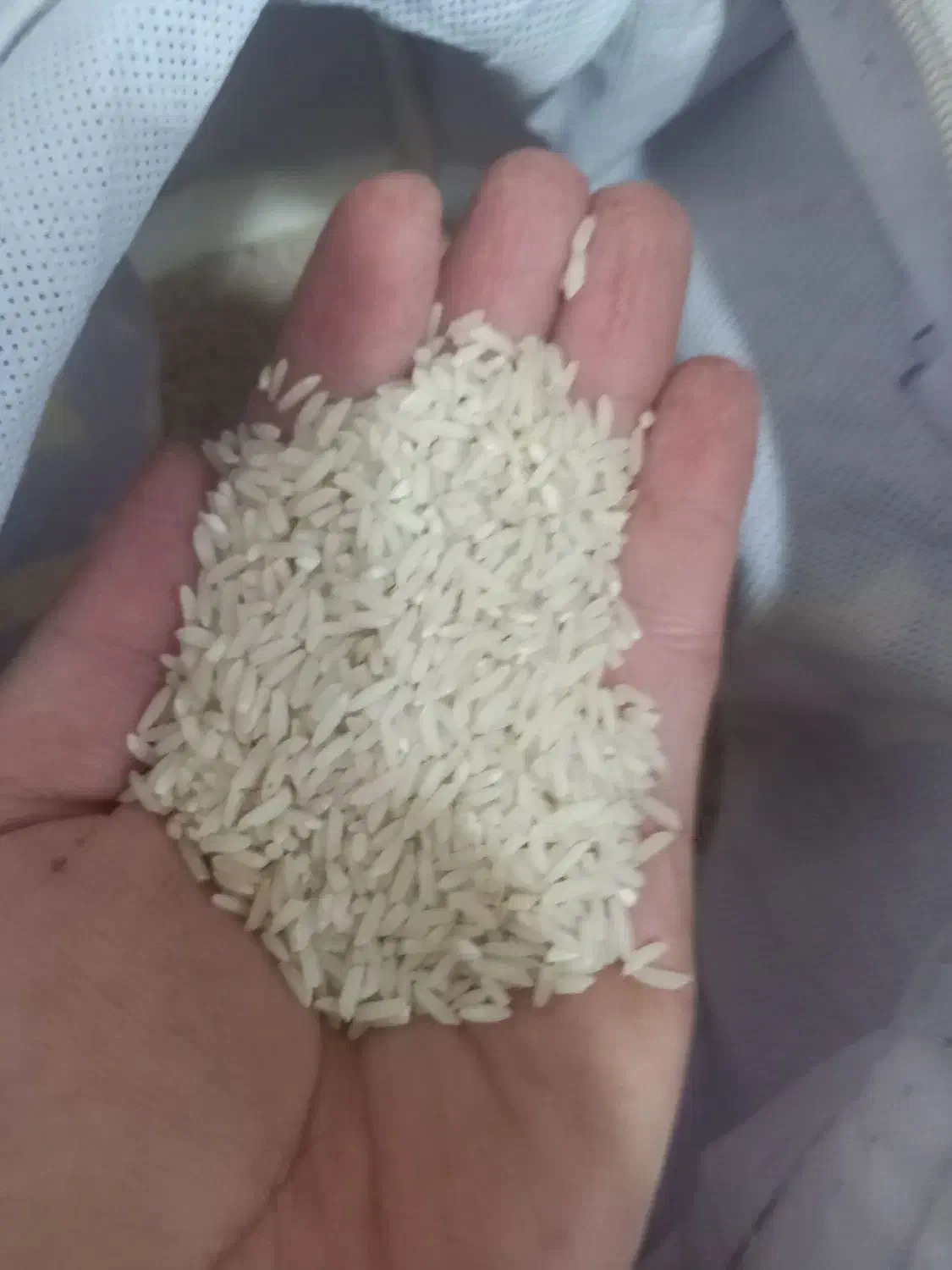 برنج و نیم برنج|خوردنی و آشامیدنی|ساری, |دیوار